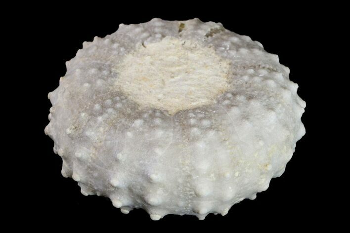 Cretaceous Sea Urchin (Loriolia) Fossil - Texas #156380